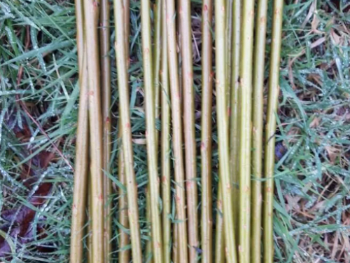 Wild Willow - Natural Ornament Making