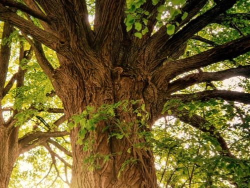 Ballyseedy Woods Walk on 8th February 2026