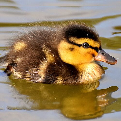 Facts about Mallards