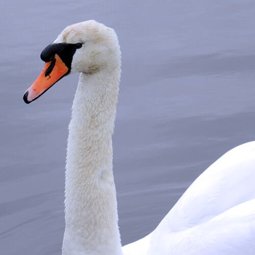 Facts about Mute Swan