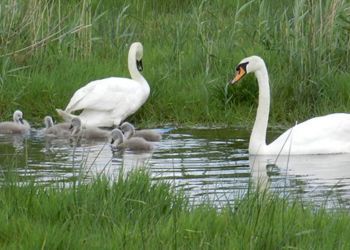 Nature Reserve - Tralee Bay Wetlands (1)