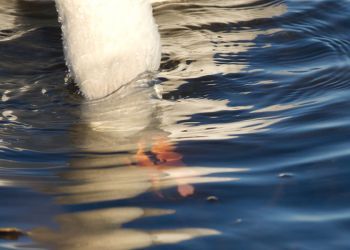 Nature Reserve - Tralee Bay Wetlands (10)