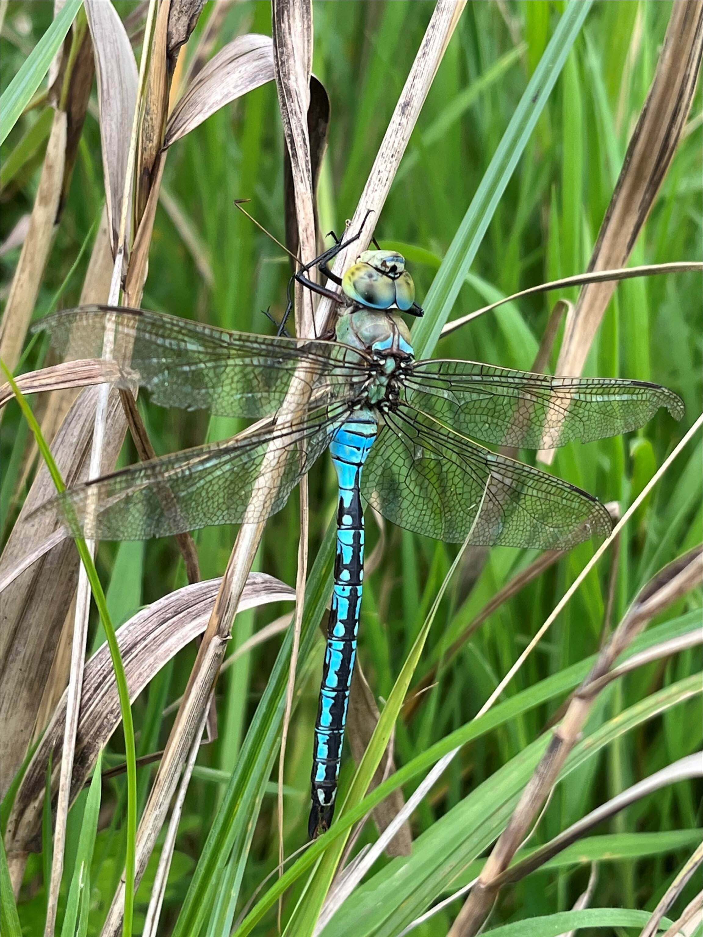 Dragonfly
