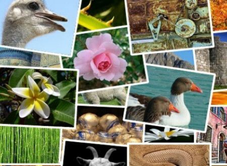 Tralee Bay Wetlands Gallery