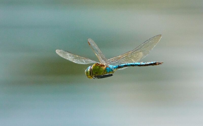 Emperor Dragonfly